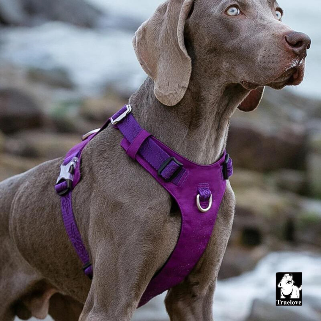 Arnés Anti tirones Impermeable Purple - Drukkie