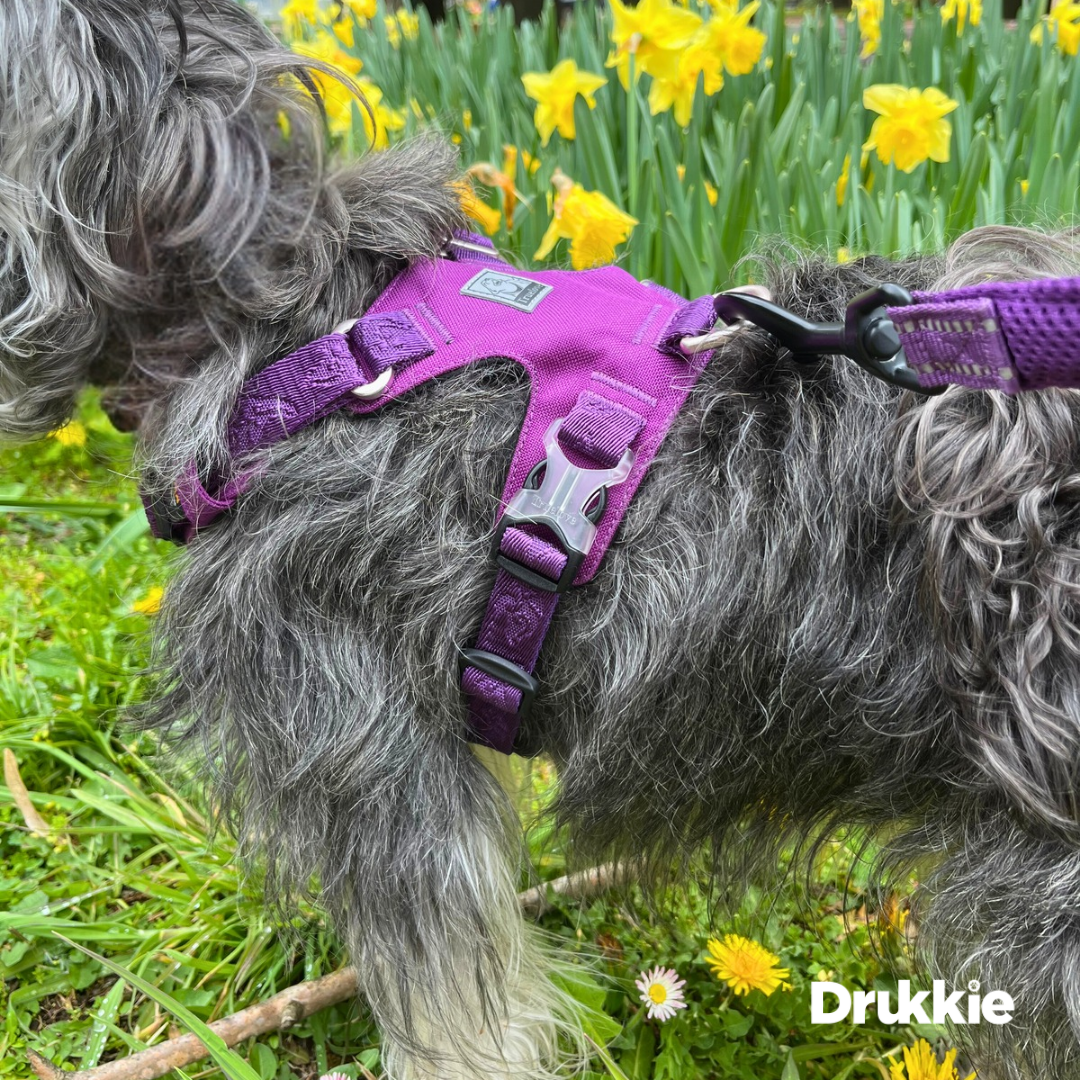 ¡Pack Purple! Arnés Anti tirones Impermeable + Correa Elástica