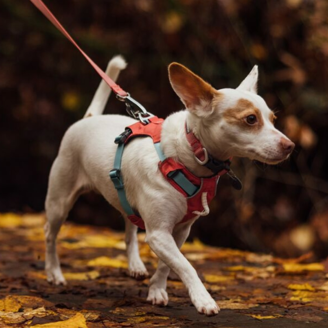 Ruffwear Hi & Light Arnés Salmon Pink