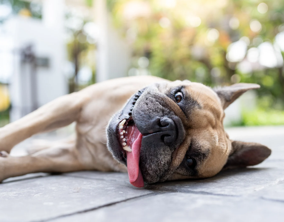 ¿Cuáles son los síntomas de un golpe de calor?
