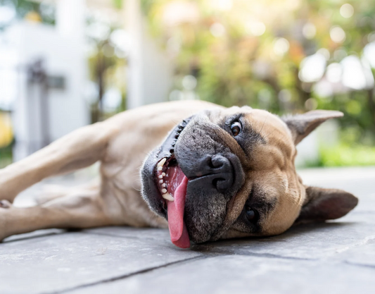¿Cuáles son los síntomas de un golpe de calor?