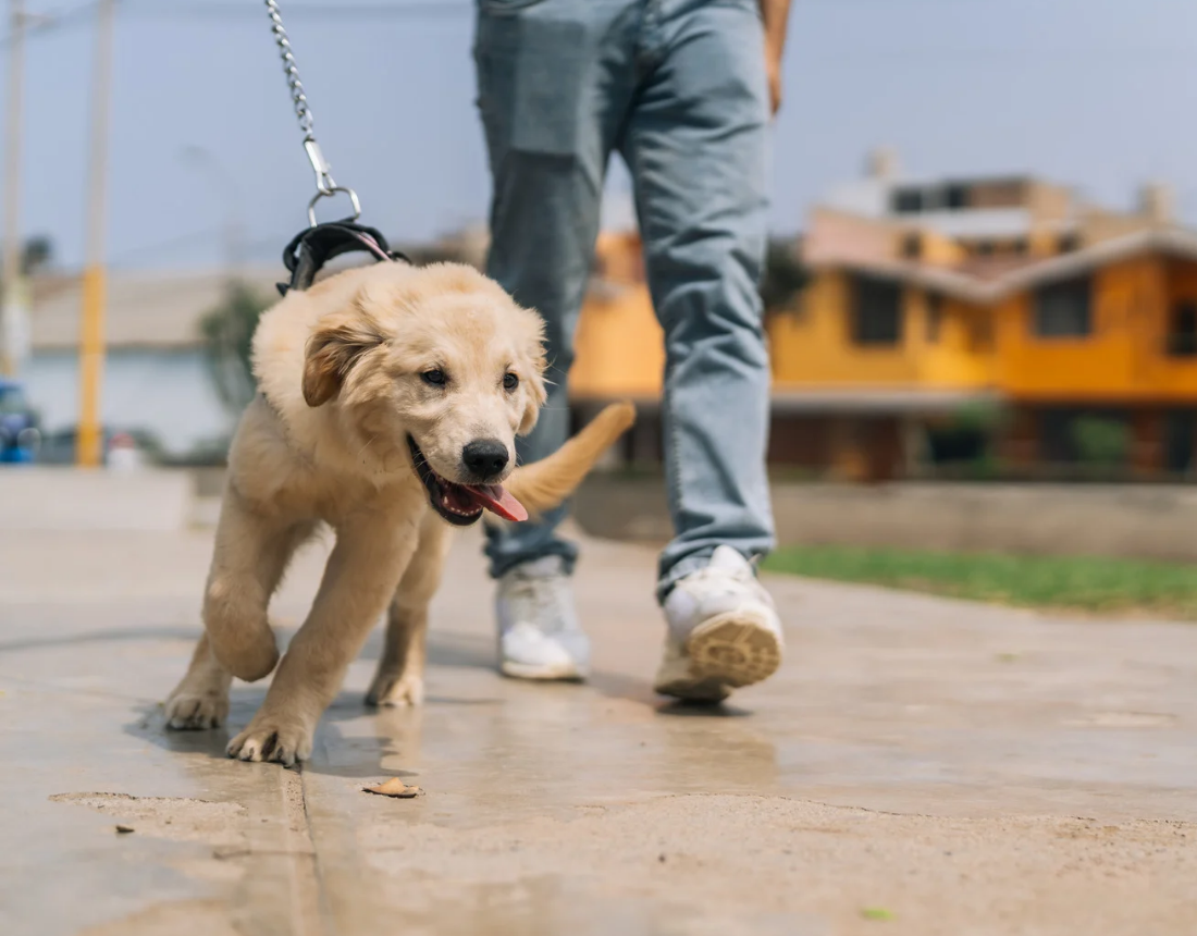 ¿Por qué tu perrito tira de la correa?