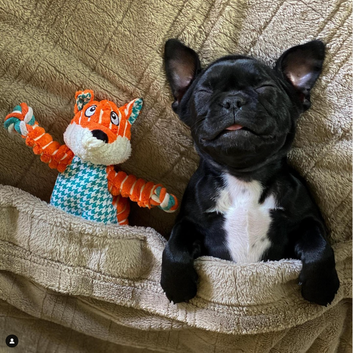 KONG Floppy Knots Fox