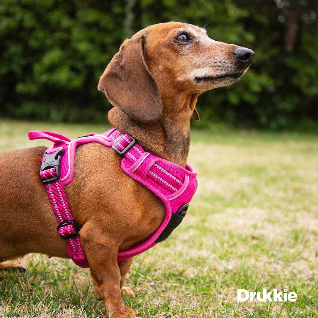 ¡Pack Fucsia! Arnés Anti tirones reflectante + Correa