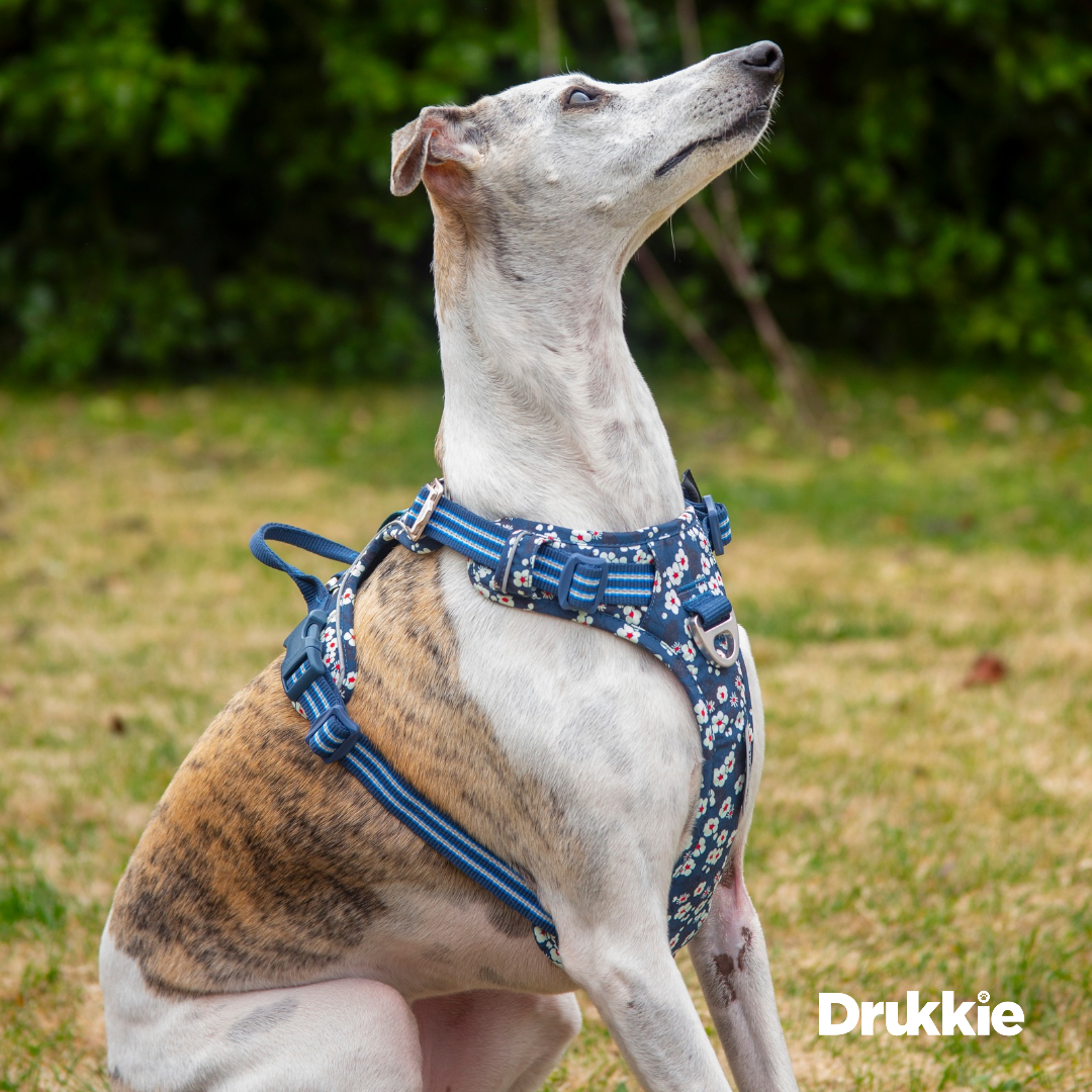 Arnés Anti tirones Floral Blue - Drukkie