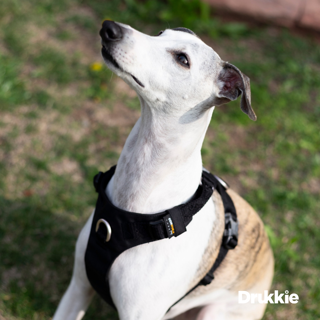 Arnés Anti tirones Impermeable Black - Drukkie