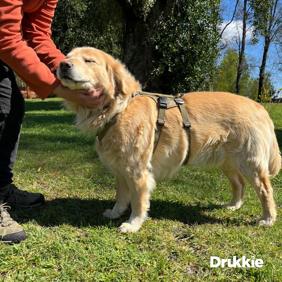 Arnés Anti Escape Army Green