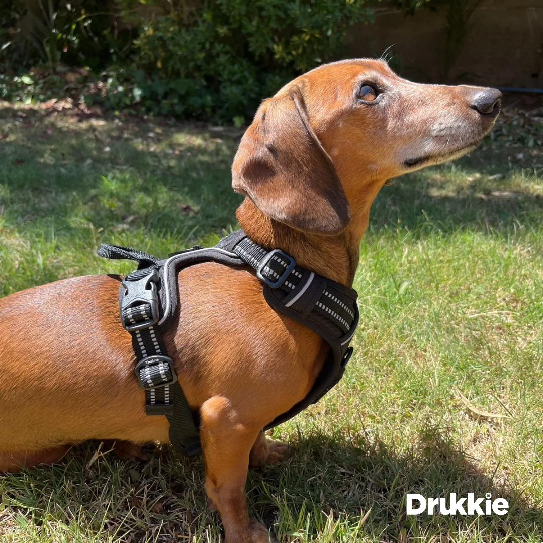 ¡Pack Negro! Arnés Anti tirones Reflectante + Correa