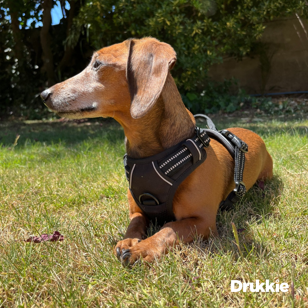 ¡Pack Negro! Arnés Anti tirones Reflectante + Correa