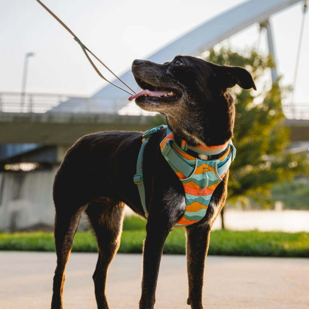 Ruffwear Front Range Arnés - Spring Mountains