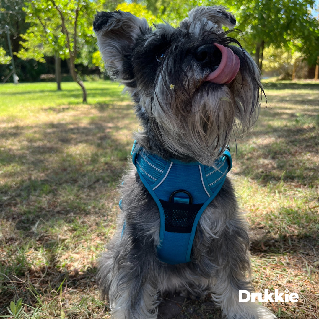 Arnés Anti tirones reflectante Azul