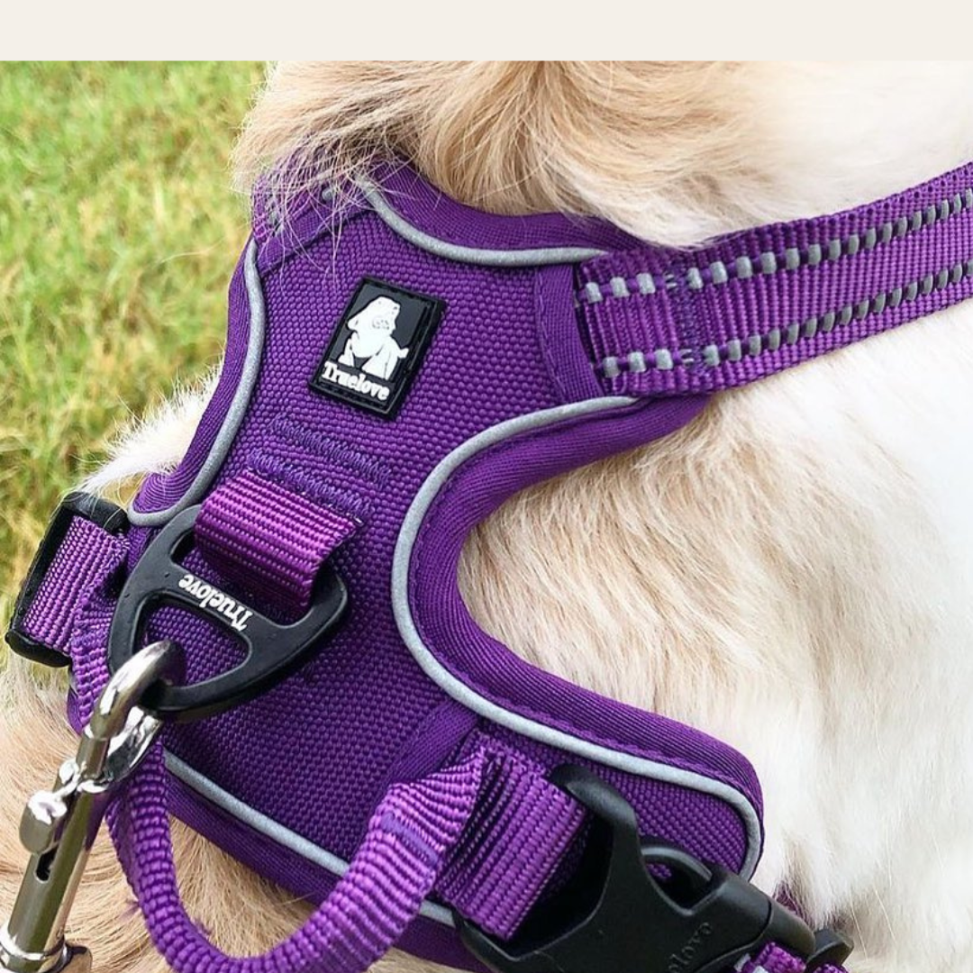 Arnés Anti tirones Reflectante Morado