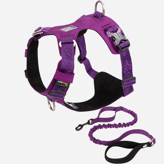 ¡Pack Purple! Arnés Anti tirones Impermeable + Correa Elástica